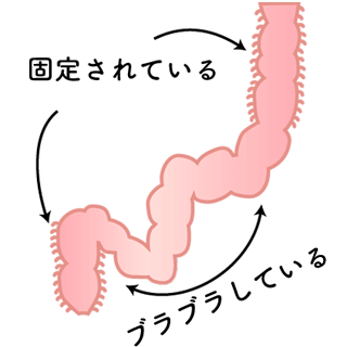 大腸の形